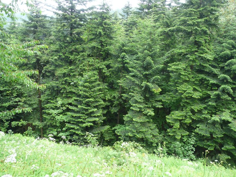 przylenkow (289)